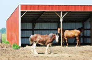 Read more about the article The Truth About Durable Horse Stalls and Run-in Sheds the Pros Use