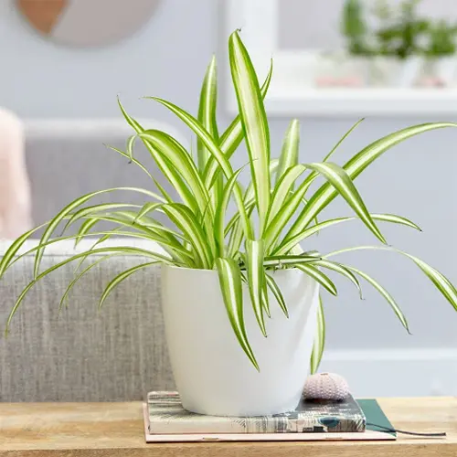 Top Low-Maintenance Plants to Send When You Want a Thoughtful Gift