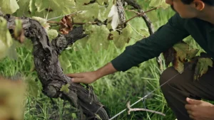 Read more about the article Beyond the Bottle: Exploring the Story Behind Every Levo Vineyard Release