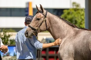 Read more about the article Discover the Best Horses for Sale in Australia: Your Ultimate Guide
